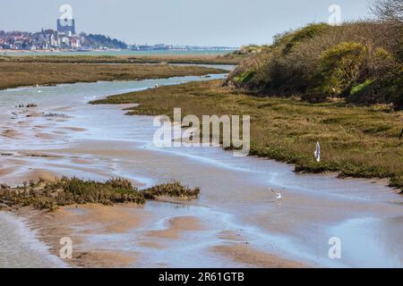 Schwarzkopfmöwen im Salt Marsh in Leigh-on-Sea, Essex, Großbritannien. Stockfoto