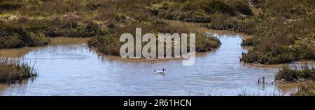 Eine Schwarzkopfmöwe auf dem Salt Marsh in Leigh-on-Sea in Essex, Großbritannien. Stockfoto