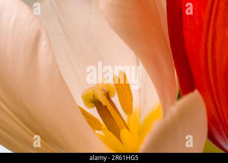 Nahaufnahme eines gelben Tulpenstammes Stockfoto