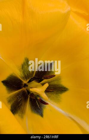 Nahaufnahme eines gelben Tulpenstammes Stockfoto