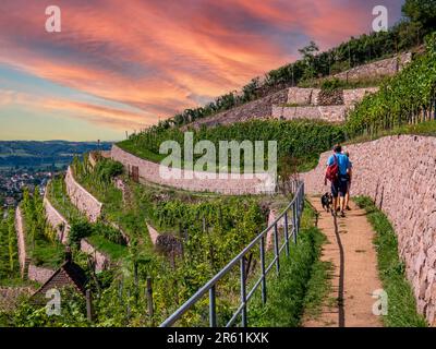 Wandern in den sächsischen Weinbergen bei Radebeul Stockfoto