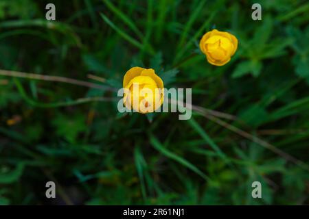 Gelber Trollius europaeus. Der gemeinsame Name einiger Arten ist Globeflower oder Globenblume Stockfoto