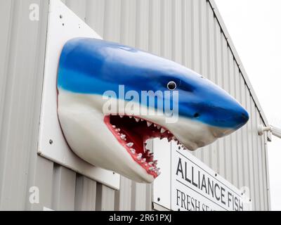 Ein Haimodell in einem Fischladen in Amble, Northumberland, Großbritannien. Stockfoto