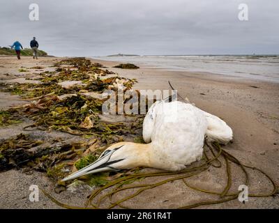 Ein toter Northern Gannet, Morus bassanus, am Strand in der Nähe von Amble, Northumberland, Großbritannien, höchstwahrscheinlich durch Vogelgrippe getötet, da es den Gannet zerstört hat Stockfoto