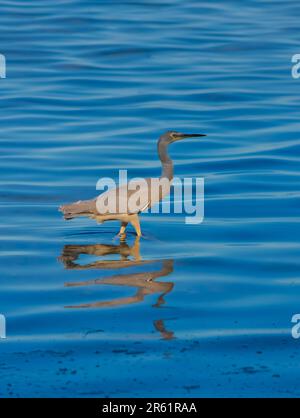 Ein majestätischer östlicher Riffreiher (Egretta sacra), der über einem ruhigen Teich schwingt Stockfoto