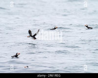 Atlantic Puffin, Fratercula Arctica, vor Coquet Island bei Amble, Northumberland, Großbritannien. Stockfoto