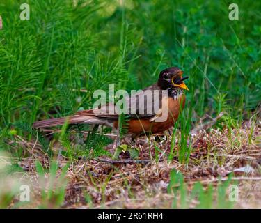 American Robin aus nächster Nähe, auf dem Boden stehend mit einer Libelle im Schnabel mit grünem Hintergrund in seiner Umgebung und Umgebung. Stockfoto