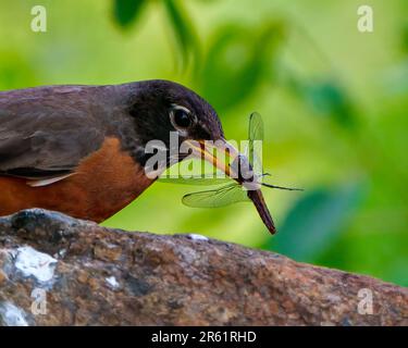 American Robin blickt aus nächster Nähe auf einen Felsen und frisst eine Libelle mit grünem Hintergrund in seiner Umgebung und seinem Lebensraum. Robin Picture. Stockfoto