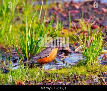 Amerikanischer Robin steht auf Sumpfgras und sucht nach Nahrung in seiner Umgebung und seinem Lebensraum. Robin Picture. Stockfoto