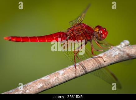 Eine rote Libelle mit Dartpfeil, die auf Holz ruht Stockfoto