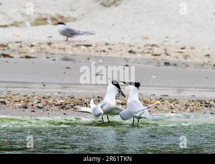 Ein Paar Sandwich Tern; Thalasseus sandvicensis bei einem Werbespot auf Coquet Island bei Amble, Northumberland, Großbritannien. Stockfoto