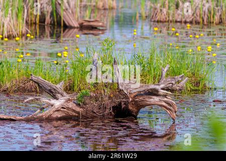 Alter Holzstumpf mit neuem Wachstumskeim auf dem Stumpf im Wasser mit Lilienpolstern in einem Sumpfwasser. Stumpffoto. Stockfoto