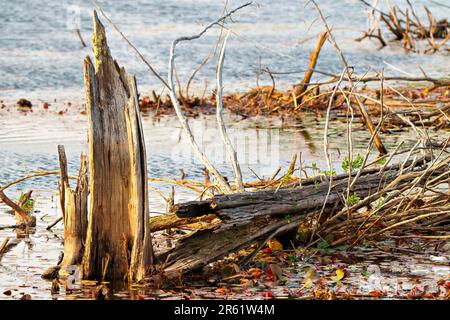 Alter Holzstumpf mit neuem Wachstumskeim auf dem Stumpf im Wasser mit Lilienpolstern in einem Sumpfwasser. Stumpfbild. Stockfoto