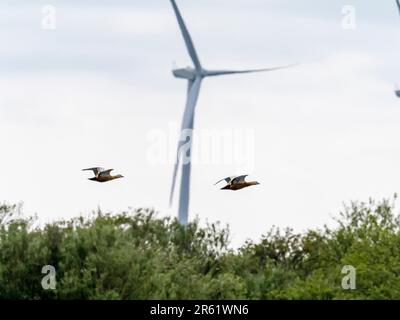 Ein Paar Ruddy Shelduk, Tadorna ferruginea, fliegt vorbei an einer Windturbine im Naturschutzgebiet Druridge, Northumberland, Großbritannien. Stockfoto