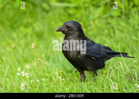 Eine Aaskrähe (Corvus Corone), die an einem sonnigen Tag im Frühling auf einer Wiese spaziert (Wien, Österreich) Stockfoto