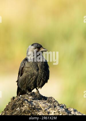 Die westliche Jackdaw, Coloeus monedula, oder einfach die Jackdaw, die an der Ostsee liegt Stockfoto