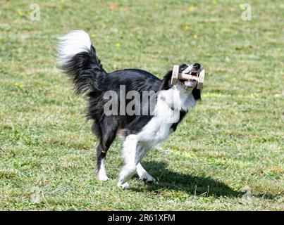 Junger Border Collie trainiert in der Natur, um ein Objekt zu fangen Stockfoto