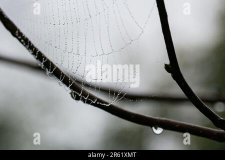 Am frühen Morgen tropft Tau auf das Spinnennetz. Spinnweben nach Regen im Frühling Stockfoto