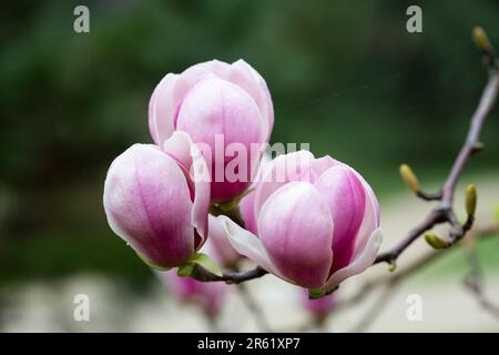 Sulange-Magnolie Schwarze Tulpen-Nahaufnahme auf einem Baumzweigquellenhintergrund Stockfoto