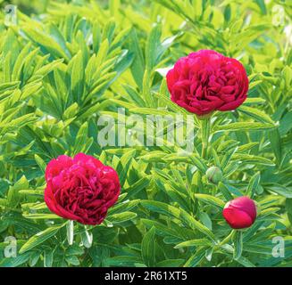 Blühende Blüten einer leuchtend roten Pfingstrose vor dem Hintergrund eines Pfingstrochs Stockfoto