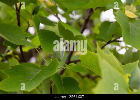 Nahaufnahme der Knospenblume des Tulpenbaums Liriodendron tulipifera im Arboretum Park Southern Cultures in Sirius Sotschi. American Tuliptree oder Tulip Poplar o Stockfoto