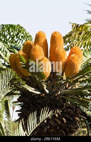 Ein Haufen großer goldfarbener Früchte, die im Herbst im Garten auf einem Baum wachsen Stockfoto