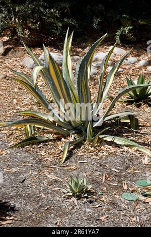 Im Freien in einem Wüstengarten angebaute mehrjährige tropische Agave Stockfoto