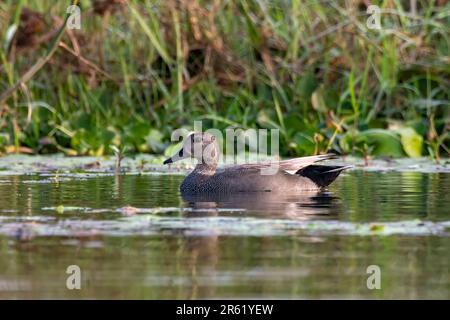 Gadwall oder Mareca strepera, eine häufige und weit verbreitete Duftente, beobachtet in Gajoldaba in Westbengalen, Indien Stockfoto