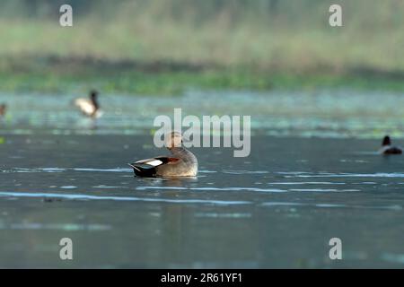 Gadwall oder Mareca strepera, eine häufige und weit verbreitete Duftente, beobachtet in Gajoldaba in Westbengalen, Indien Stockfoto