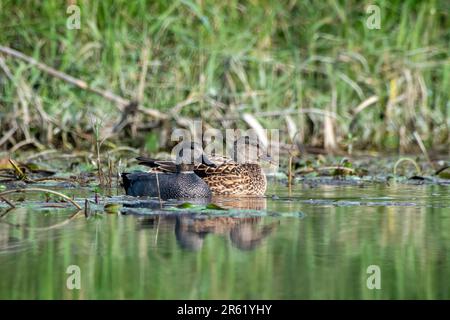 Gadwall oder Mareca strepera, eine häufige und weit verbreitete Duftente, beobachtet in Gajoldaba in Westbengalen, Indien Stockfoto