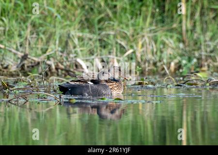 Gadwall oder Mareca strepera, eine häufige und weit verbreitete Duftente, beobachtet in Gajoldaba in Westbengalen, Indien Stockfoto