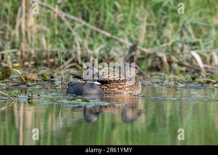 Gadwall oder Mareca strepera, eine häufige und weit verbreitete Duftente, beobachtet in Gajoldaba in Westbengalen, Indien Stockfoto