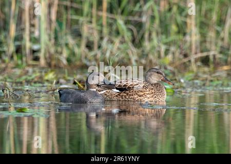 Gadwall oder Mareca strepera, eine häufige und weit verbreitete Duftente, beobachtet in Gajoldaba in Westbengalen, Indien Stockfoto