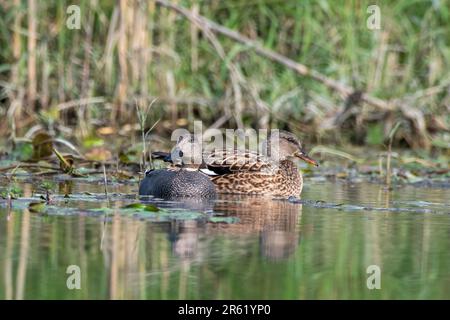 Gadwall oder Mareca strepera, eine häufige und weit verbreitete Duftente, beobachtet in Gajoldaba in Westbengalen, Indien Stockfoto