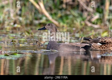 Gadwall oder Mareca strepera, eine häufige und weit verbreitete Duftente, beobachtet in Gajoldaba in Westbengalen, Indien Stockfoto