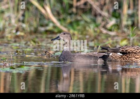 Gadwall oder Mareca strepera, eine häufige und weit verbreitete Duftente, beobachtet in Gajoldaba in Westbengalen, Indien Stockfoto