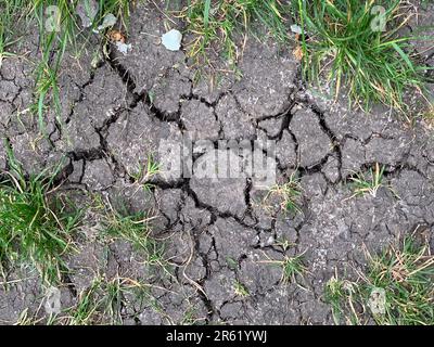 Eton, Windsor, Berkshire, Großbritannien. 6. Juni 2023. Schlamm auf einem Fußweg auf einer Wiese in Eton, Windsor, Berkshire. Nachdem es in den letzten Wochen nicht geregnet hat, beginnt der Boden zu trocknen. Die Temperaturen werden Ende der Woche höher sein. Kredit: Maureen McLean/Alamy Live News Stockfoto