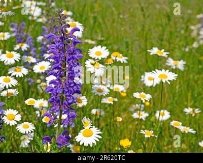 Blütenblatt der blauen Viper, Echium vulgare Stockfoto