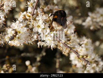 Die Hummel bestäubt im Frühjahr schwarze, weiße Blüten, auch prunus spinosa genannt. Stockfoto