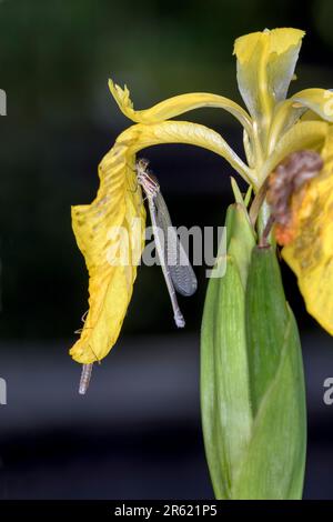 Neu aufgetauchte Frau der Azure Damselfly - Coenagrion puella - auf Iris pseudacorus - gelbe Flagge, gelbe Iris oder Wasserflagge Stockfoto