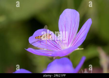 Marmelade-Hoverfly - Episyrphus balteatus auf einer Blüte aus Geranium pratense, dem Wiesenkranich-Schirm Stockfoto