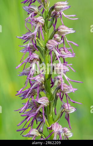 Affe x man Hybrid Orchid (Orchis simia x O. anthophora), Umbrien, Italien, Europa Stockfoto