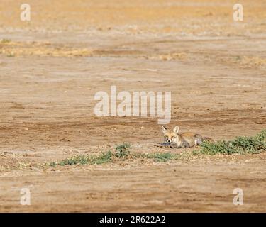 Ein bezaubernder Rotfuchs auf einem Grasfeld in der goldenen Wüste Stockfoto