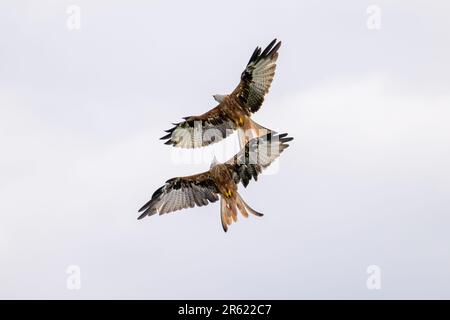 Zwei majestätische rote Drachen, die in perfekter Übereinstimmung durch den Himmel fliegen, mit ausgestreckten Flügeln Stockfoto