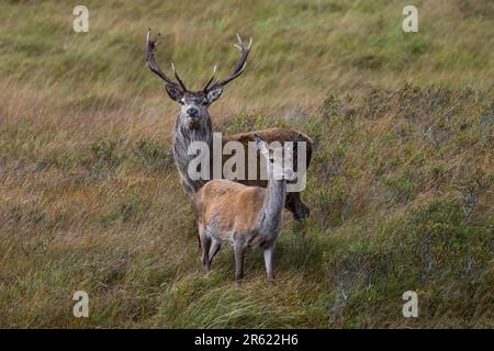 Zwei Rotwild stehen auf einer Wiese Stockfoto