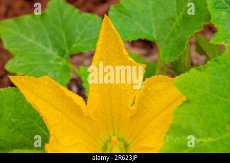 Zucchini-Pflanzen im Garten zeigen ihre gelben Blüten in der Frühlingssaison. Stockfoto