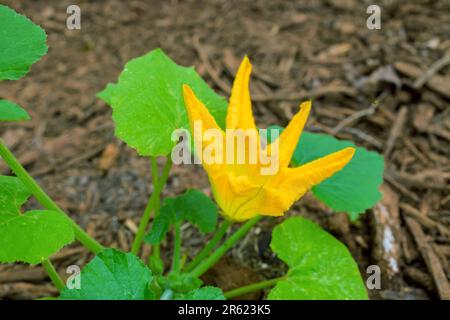 Gelbe Zucchiniblumen blühen im grünen Garten während der Frühlingssaison. Stockfoto