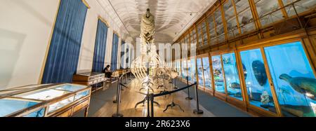 Coimbra, Portugal - September 6. 2019: Walskelett. Wissenschaftsmuseum der Universität Coimbra. Naturkundekabinett. Stockfoto