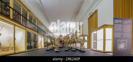 Coimbra, Portugal - September 6. 2019: Wissenschaftsmuseum der Universität Coimbra. Naturkundekabinett. Afrika Stockfoto