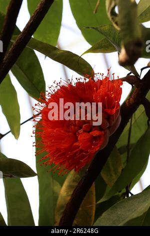 Ein Bild einer tropischen Brownea Grandiceps-Pflanze aus nächster Nähe Stockfoto